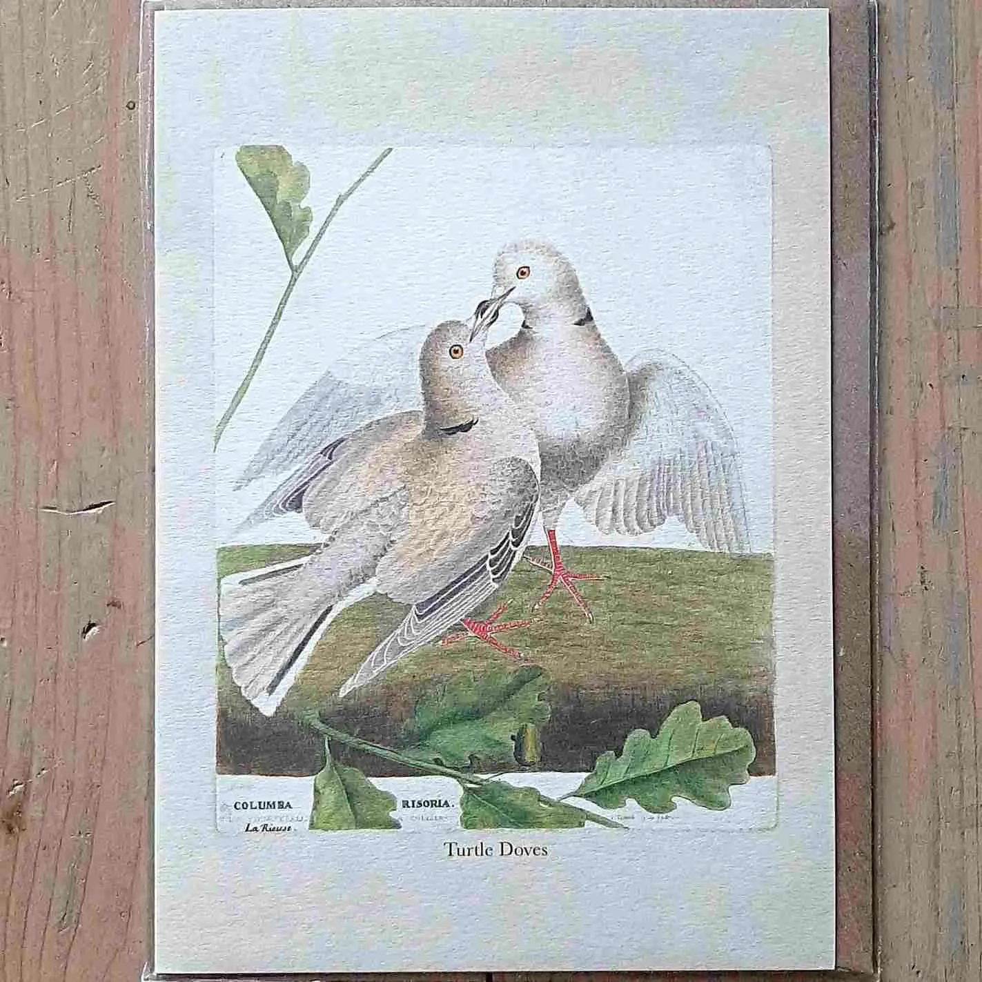 Greeting Card - Turtle Doves