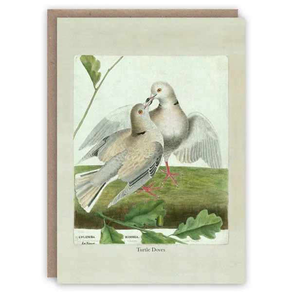 Greeting Card - Turtle Doves